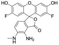 DAF-FM (4-АМИНО-5-МЕТИЛАМИНО-2',7'-ДИФЛУОРОФЛУОРЕСЦЕИН), 1 MG, 1B100