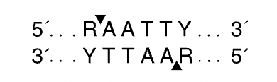 ЭНДОНУКЛЕАЗА РЕСТРИКЦИИ ВЫСОКОТОЧНАЯ APOI-HF® (1000 Е.А.), АРТ. R3566 S, NEW ENGLAND BIOLABS