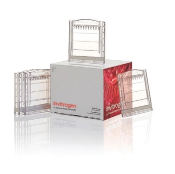 МИНИ-ГЕЛИ NOVEX™ WEDGEWELL™ 10%, TRIS-GLYCINE, 10-WELL, 1.0 ММ, 10 ШТ, АРТ. XP00100BOX, INVITROGEN