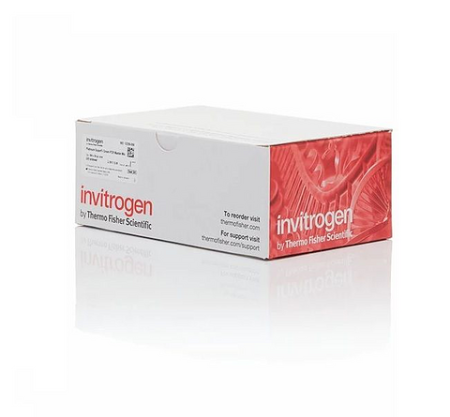 ПОЛОЖИТЕЛЬНЫЙ КОНТРОЛЬ LET-7 MIRVANA™ MIRNA INHIBITOR, 20 НМОЛЬ, АРТ. 4464081, INVITROGEN
