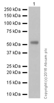 АНТИТЕЛА МОНОКЛОНАЛЬНЫЕ КРОЛИЧЬИ RECOMBINANT ANTI-UGT1A1 [EPR9592], 100 МКЛ, ABCAM, AB170858