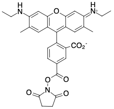 R6G NHS-ЭФИР, 5-ИЗОМЕР, 1 MG, 14220