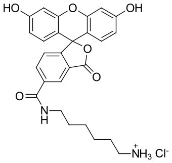FAM АМИН, 5-ИЗОМЕР, 1 MG, 141C0