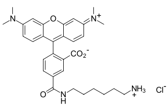 TAMRA АМИН, 5-ИЗОМЕР, 1 MG, 171C0