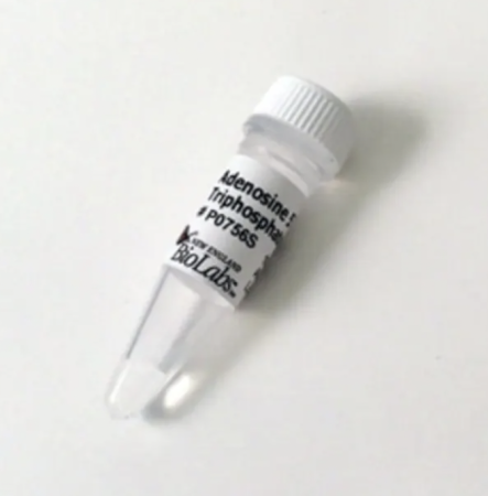 АДЕНОЗИН 5'-ТРИФОСФАТ (АТФ) (10 ММ, 1 МЛ), АРТ. P0756 S, NEW ENGLAND BIOLABS