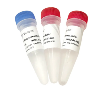 T4 ПОЛИНУКЛЕОТИДКИНАЗА, 10 000 Е.А., АРТ. N102-01, VAZYME BIOTECH CO., LTD