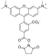 TAMRA NHS-ЭФИР, 5-ИЗОМЕР, 100 MG, 67120